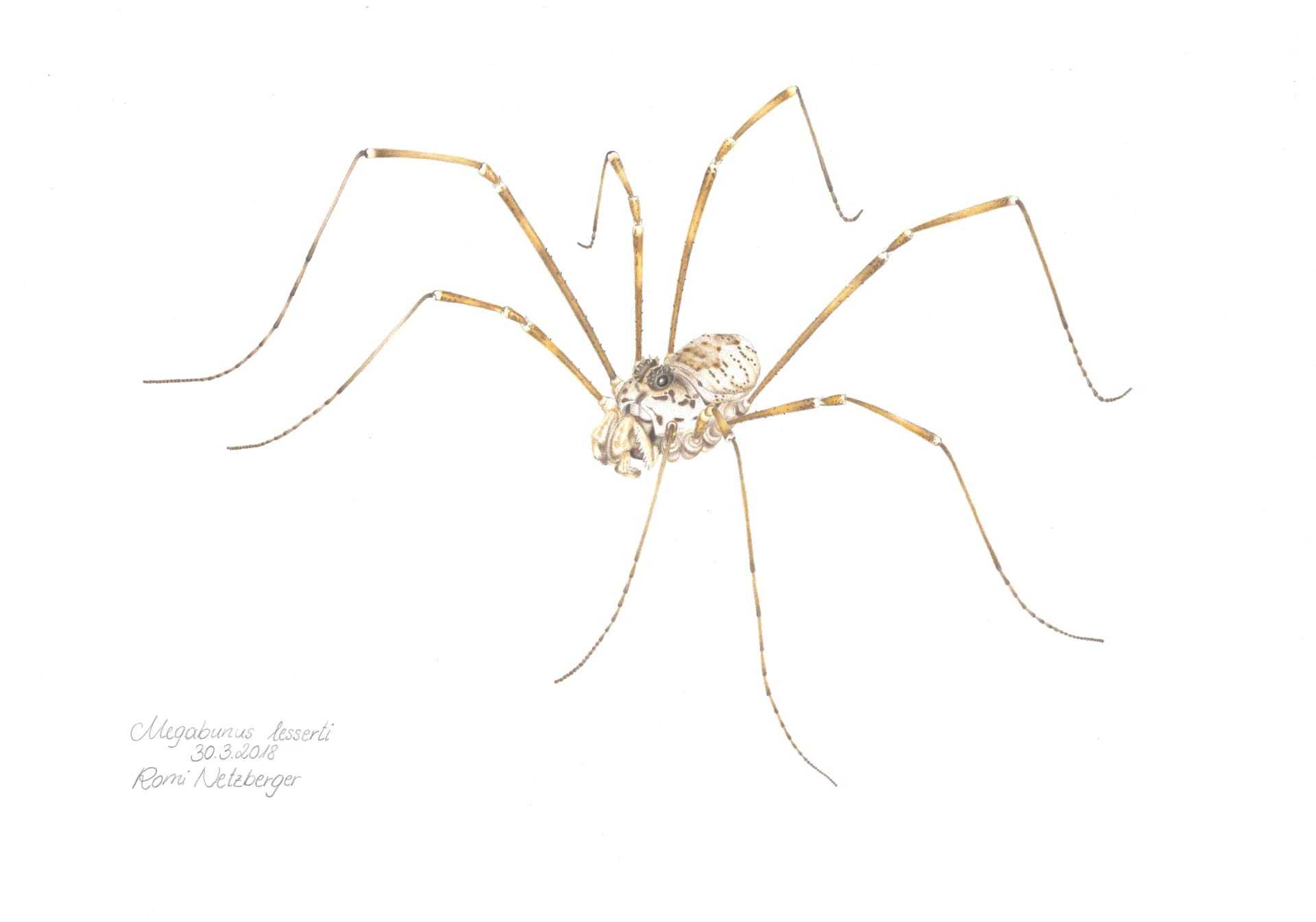 Wissenschaftliche Illustration eines Megabunus lesserti