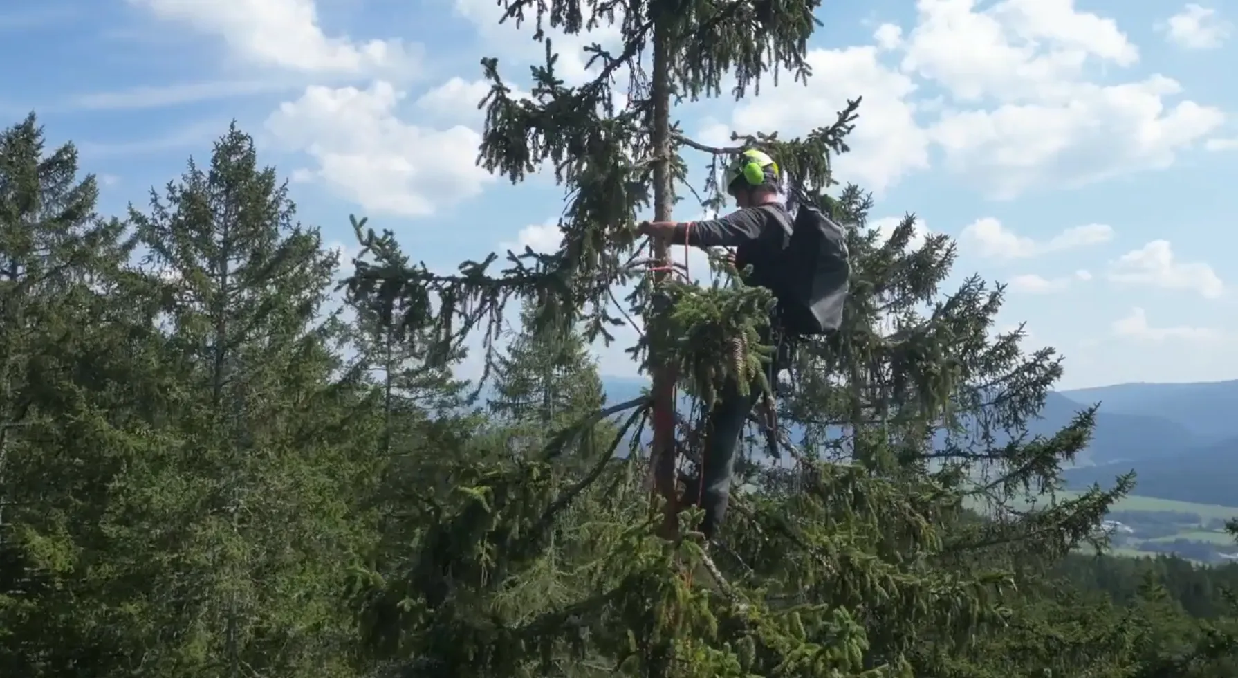 Drohneneaufnahme in der Baumkrone