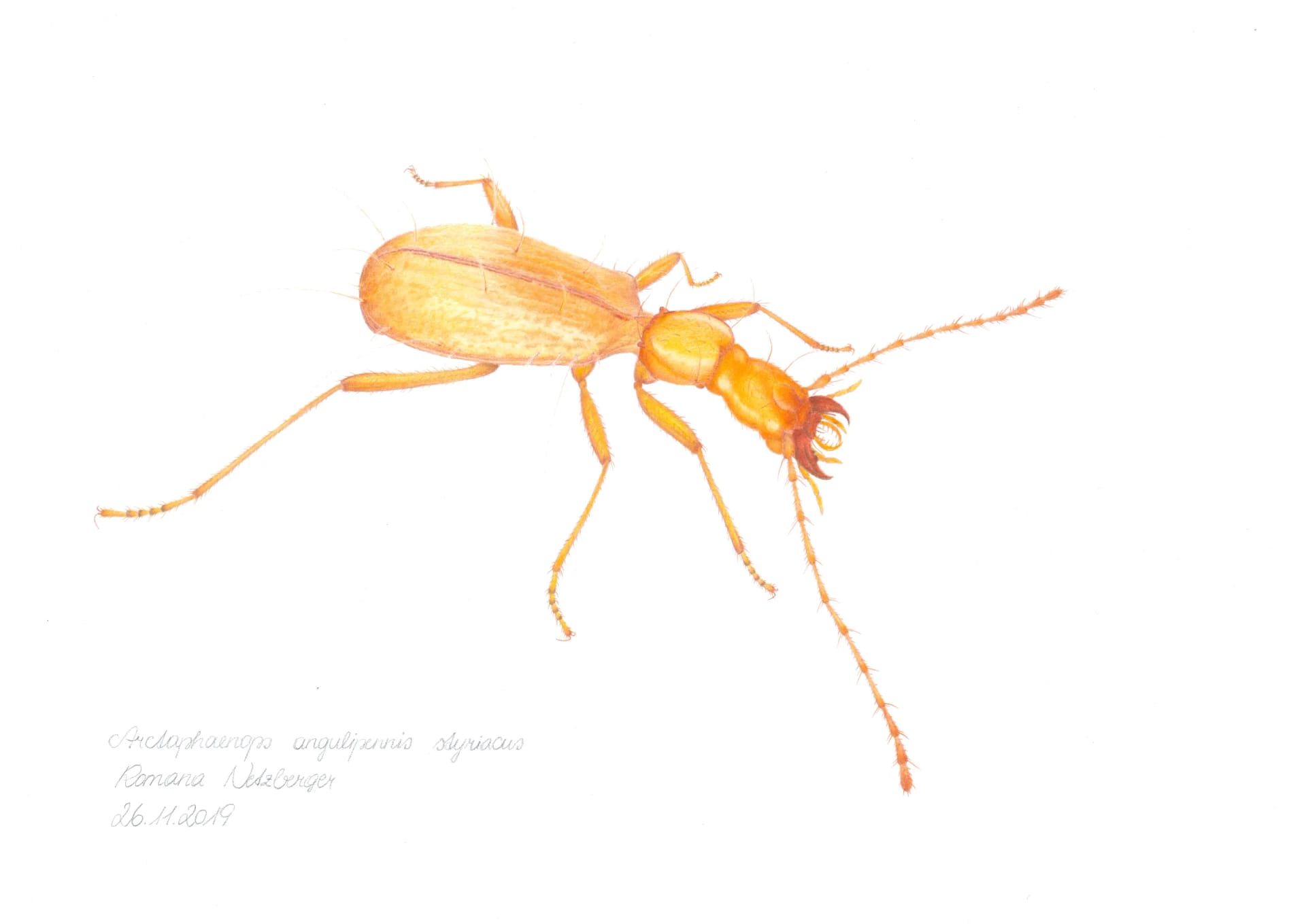 Wissenschaftliche Illustration eines Arctaphaenops angulipennis styriacus