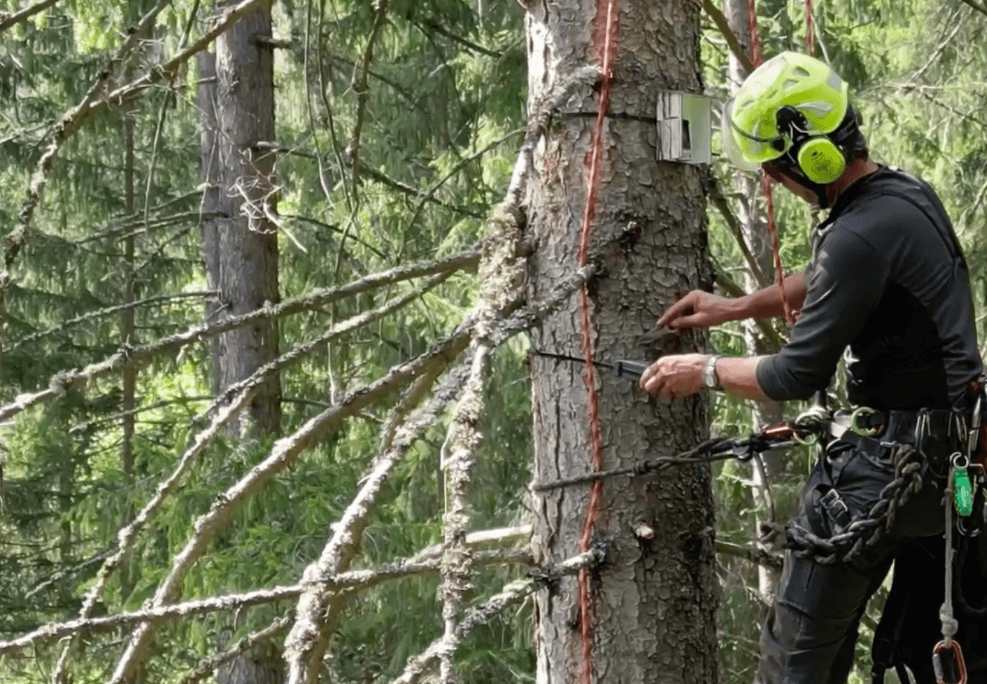 Image for Waldökologie FAST Pichl