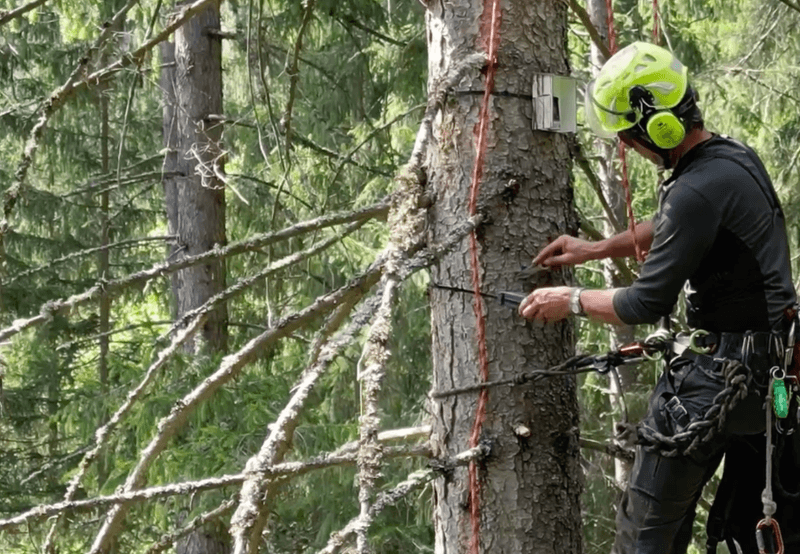 Image for Waldökologie FAST Pichl
