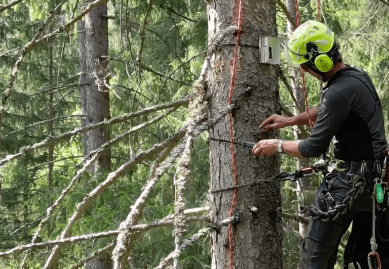 Image for Waldökologie FAST Pichl