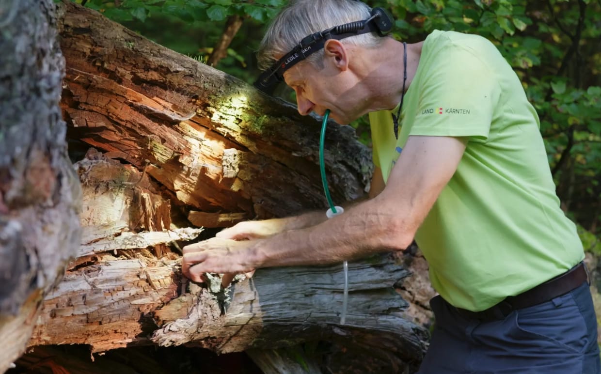Field research during Biodiversity Day at Mittagskogel