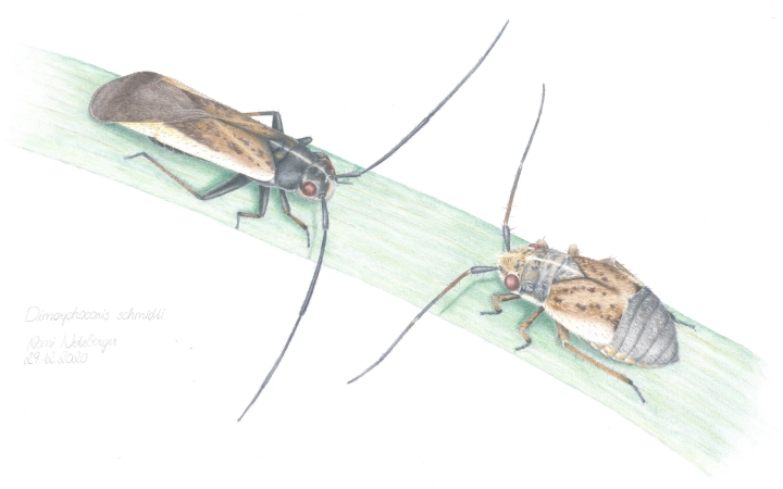 Scientific illustration of an endemic animal from the Gesäuse