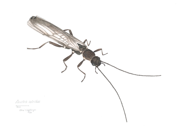 Scientific animal illustration for the national park's education programme
