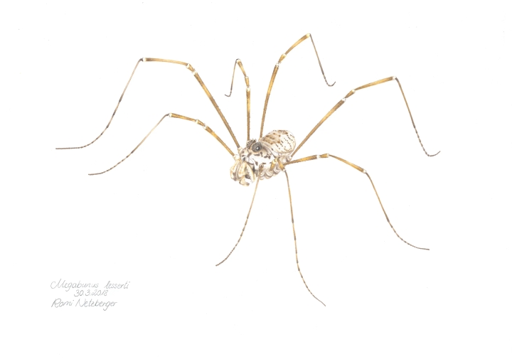 Illustration of a species found only in the Gesäuse