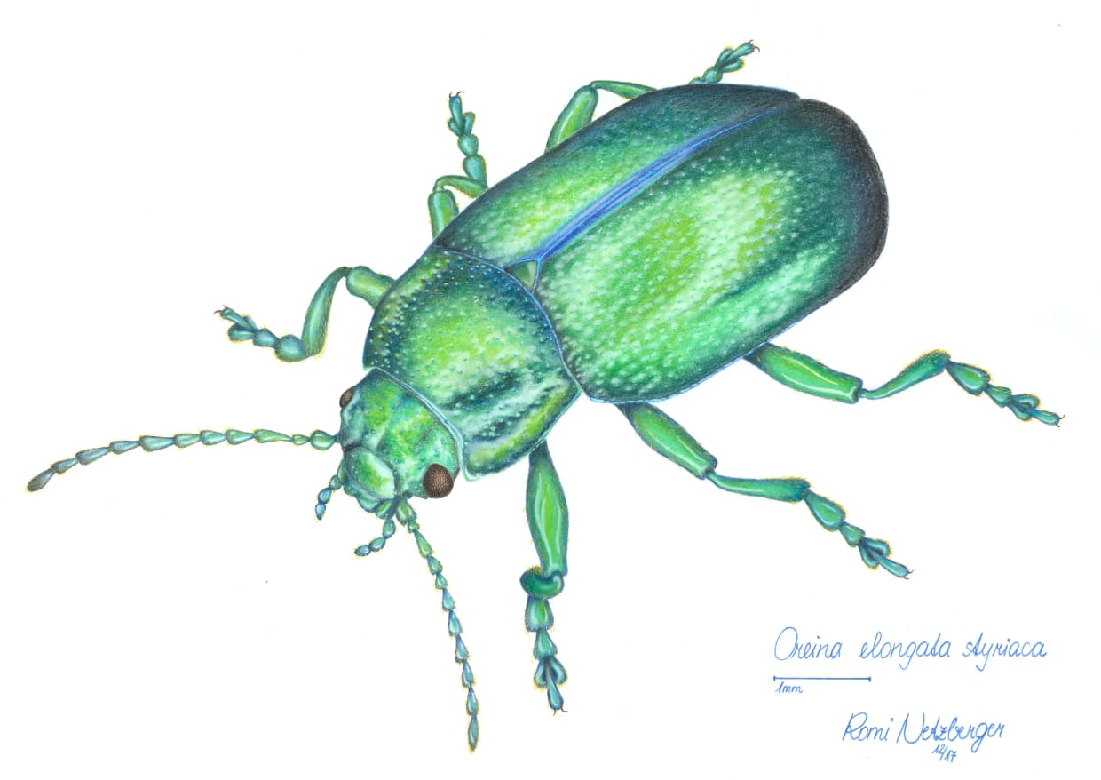Scientific illustration of the leaf beetle Oreina elongata
