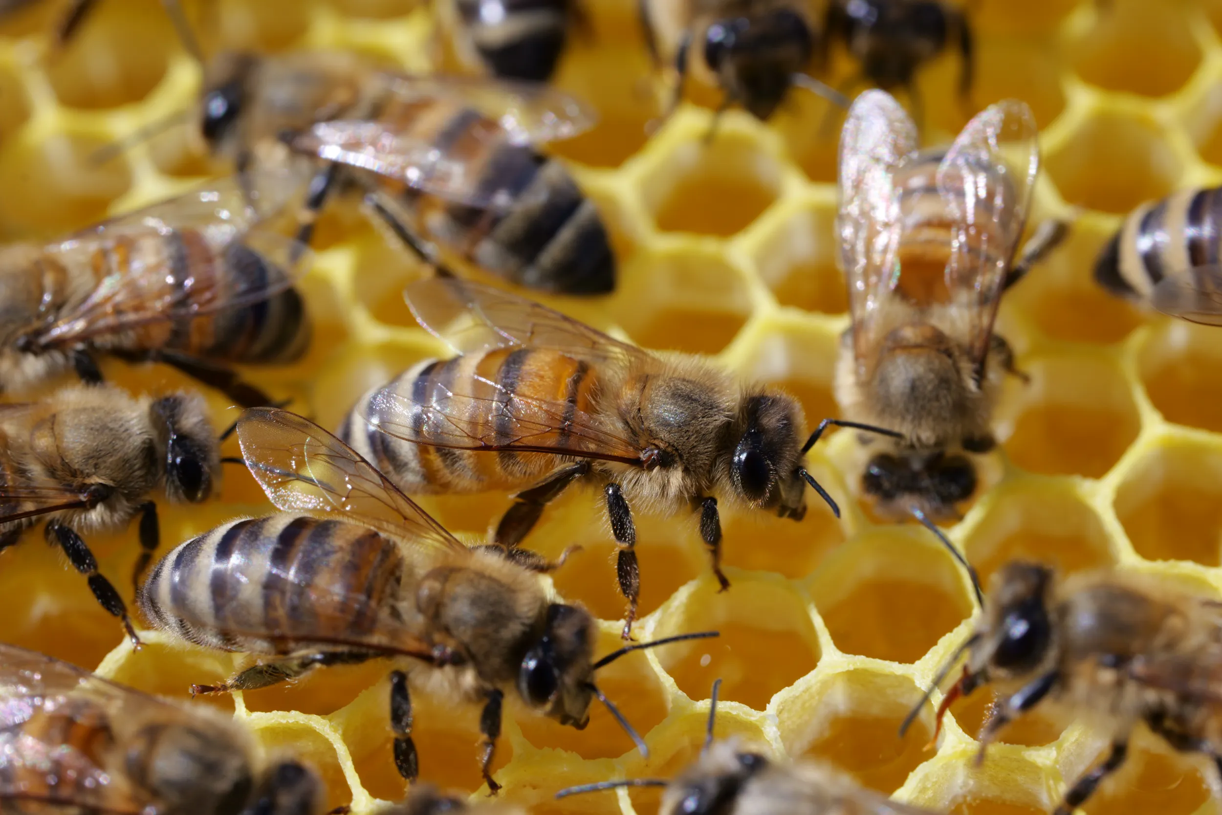 Nahaufnahme einer Biene aus der eigenen Imkerei